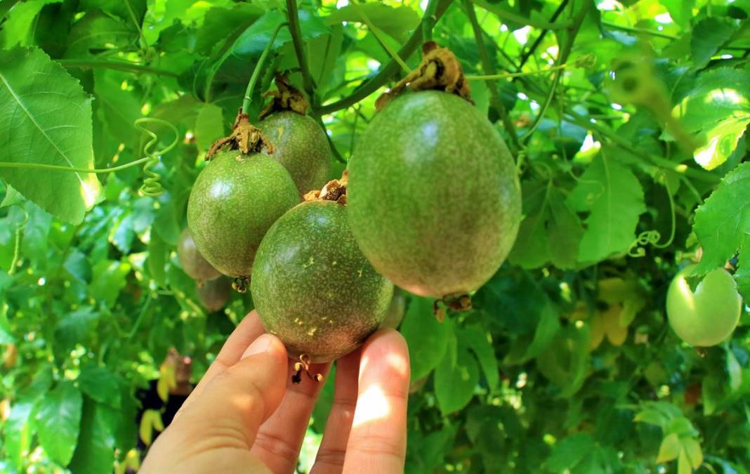 Bu meyve zengin ediyor: Kilosu 200 TL! 10 yıl boyunca ürün veriyor, ilk yılda 300 kg, beşinci yıldan sonra 2 ton 7